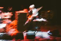 Swans