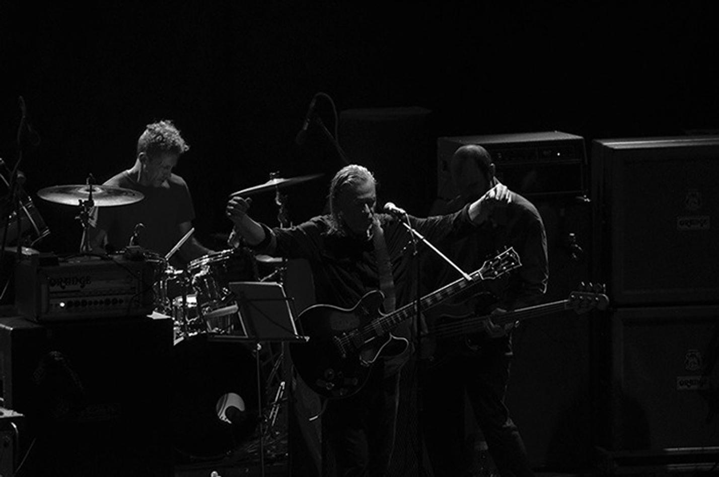 swans