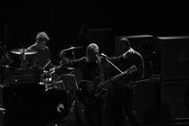 swans