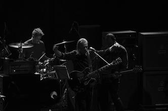 swans