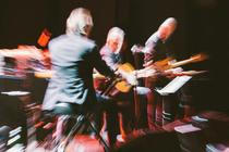 Swans