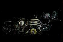 14_R_evolution_3