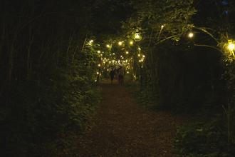Forest1