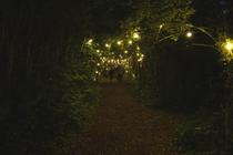 Forest1
