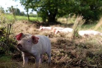 FernhillFarm