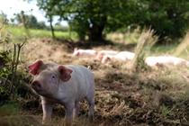 FernhillFarm