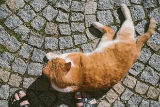 Mau