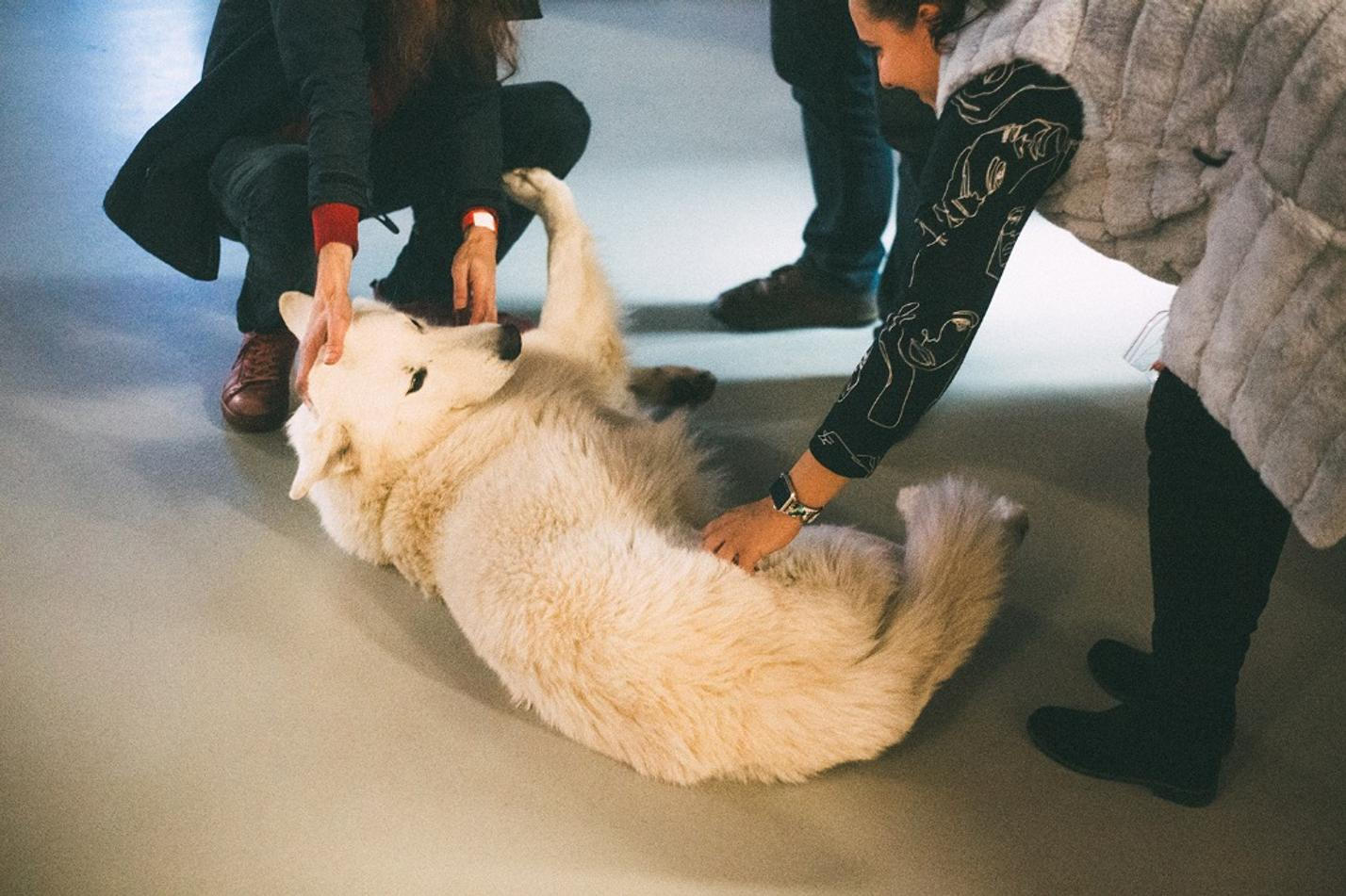 Jednota x Alternativa