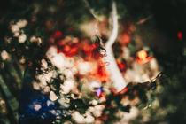 FOQL (3)