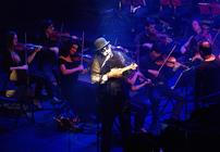 TigerLillies_1