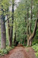 Tabor