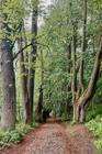 Tabor