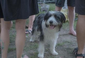 Doggo3