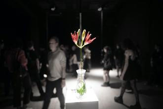 Spider Lilies Breathe Together, bela, Jena Jang and mvd0ae