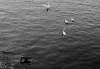 1 vltavská fauna