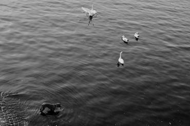 1 vltavská fauna