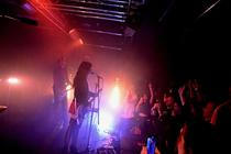 8-Stella Rose