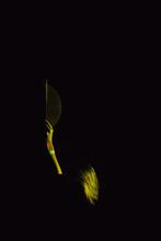 Bare_Escape_6