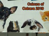 01 Ocelove srdce republiky vo farbach