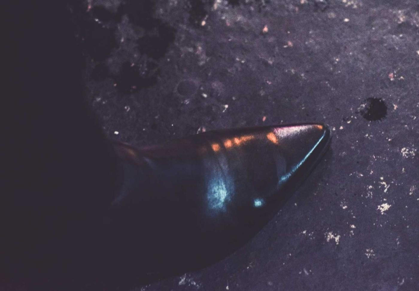 bota