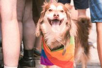 Pride26
