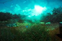 10_Ovce