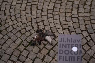 39_mfdf_ji-hlava_v jihlavě nechcíp pes, v jihlavě chcíp holub