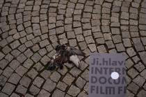 39_mfdf_ji-hlava_v jihlavě nechcíp pes, v jihlavě chcíp holub