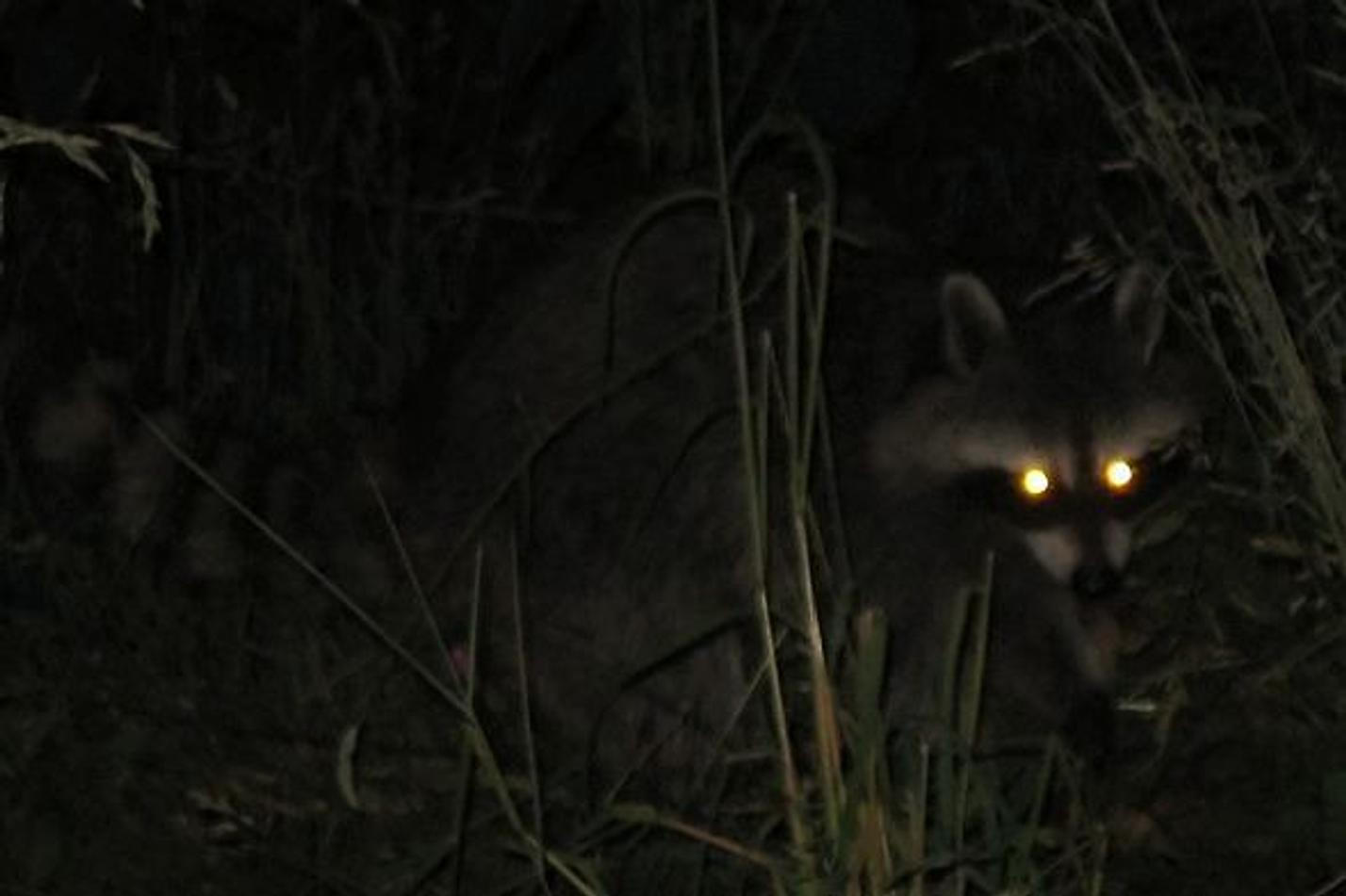 Noční zoo, foto Redakce ZOO Magazín
