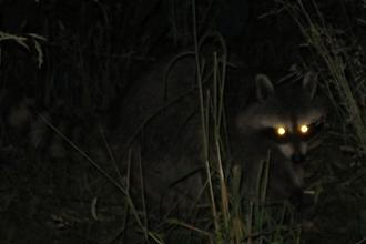 Noční zoo, foto Redakce ZOO Magazín