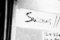 01_swans