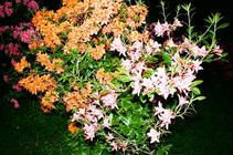 01_7_narodeniny_Fullmoonu