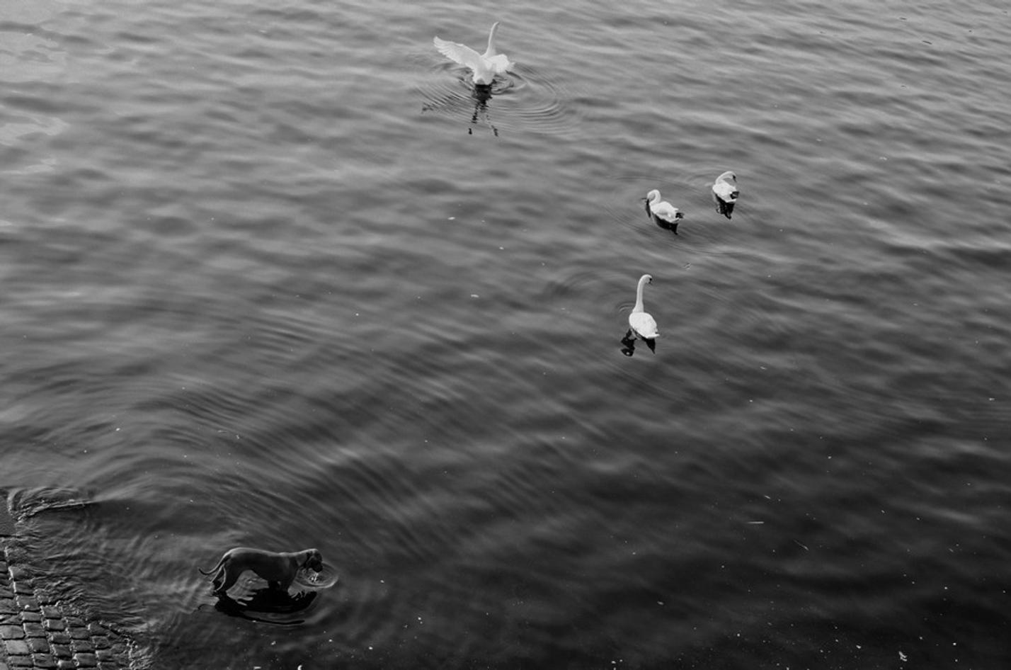1 vltavská fauna