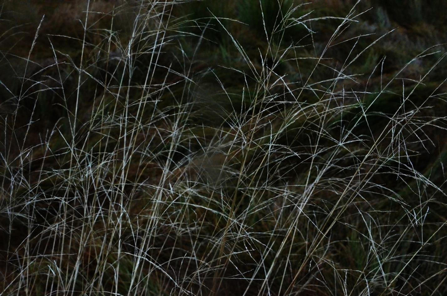 22 NP Šumava