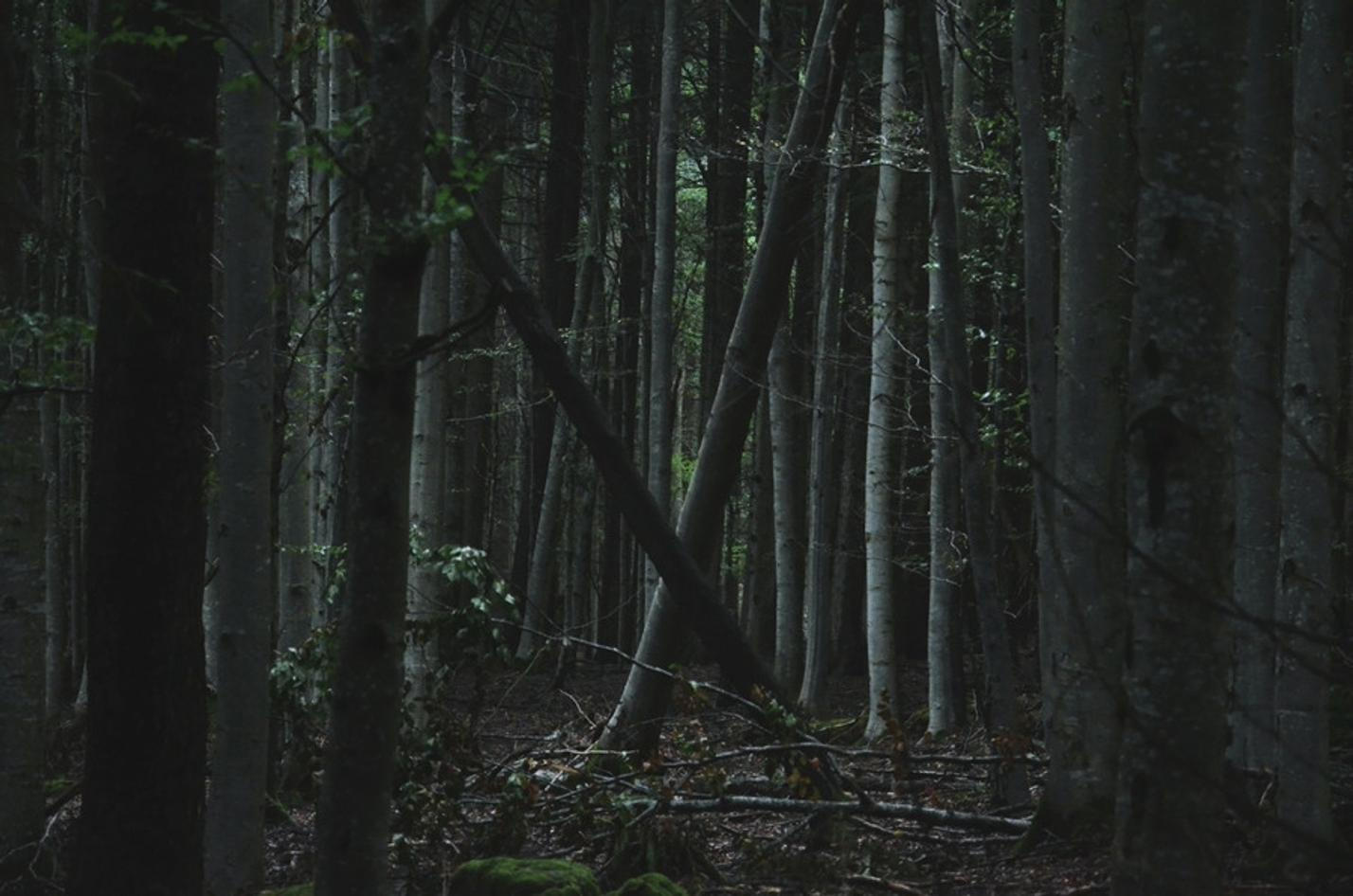 21 NP Šumava