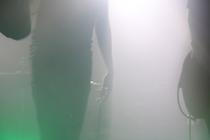 Ulsect