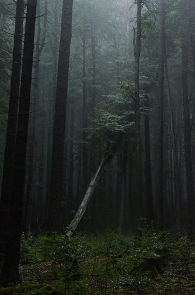 14 NP Šumava