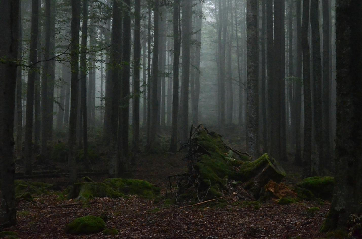 16 NP Šumava