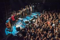 swans_11