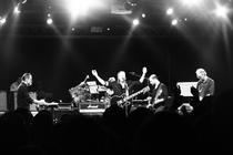 Swans