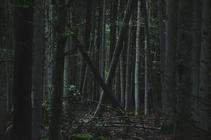 21 NP Šumava