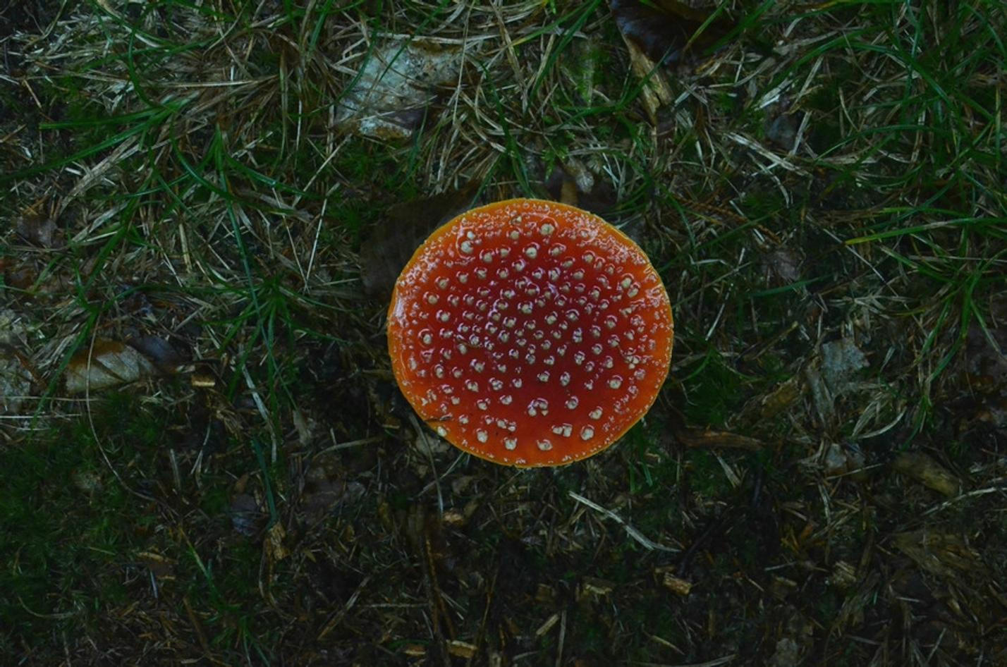 15 NP Šumava