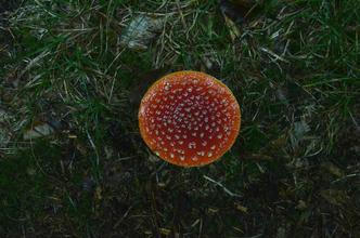 15 NP Šumava
