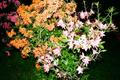 01_7_narodeniny_Fullmoonu