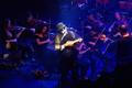 TigerLillies_1