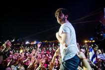 8916_foals