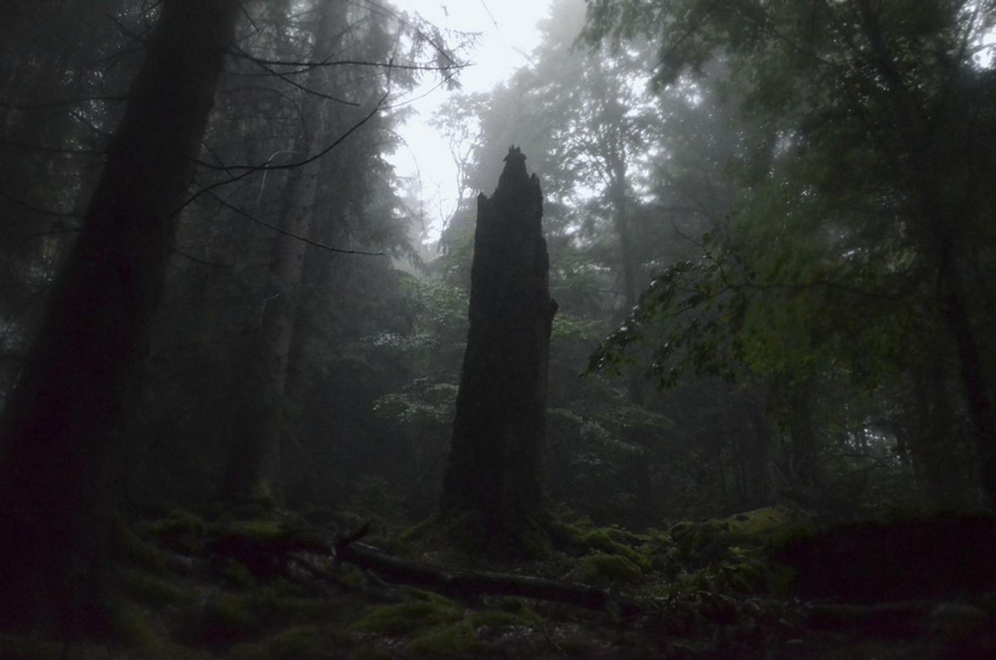 19 NP Šumava