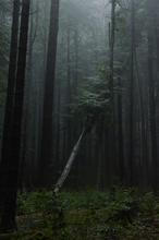 14 NP Šumava