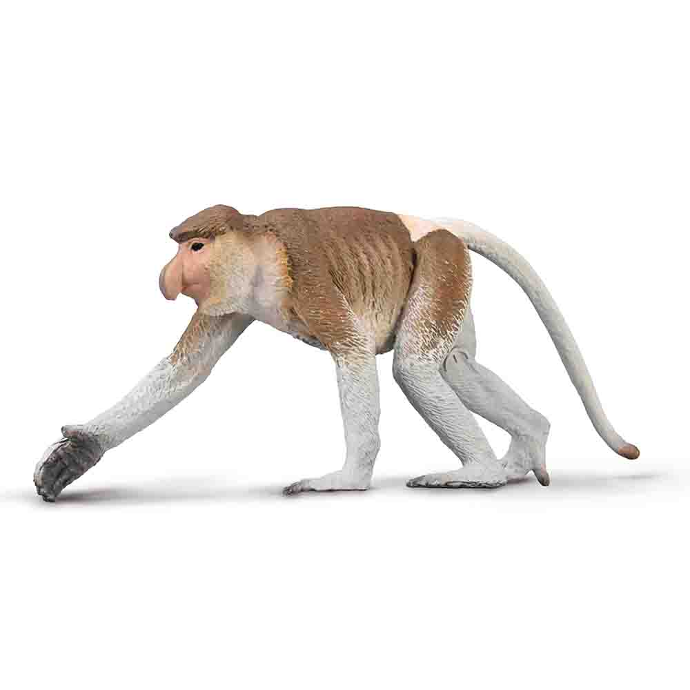Proboscis Monkey