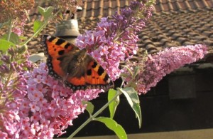 tortoiseshell on buddleia 2